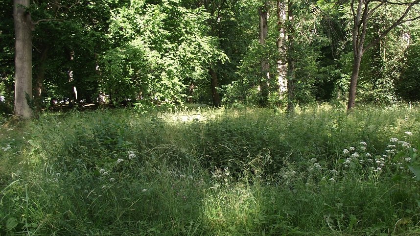 Heimat f&uuml;r Insekten?