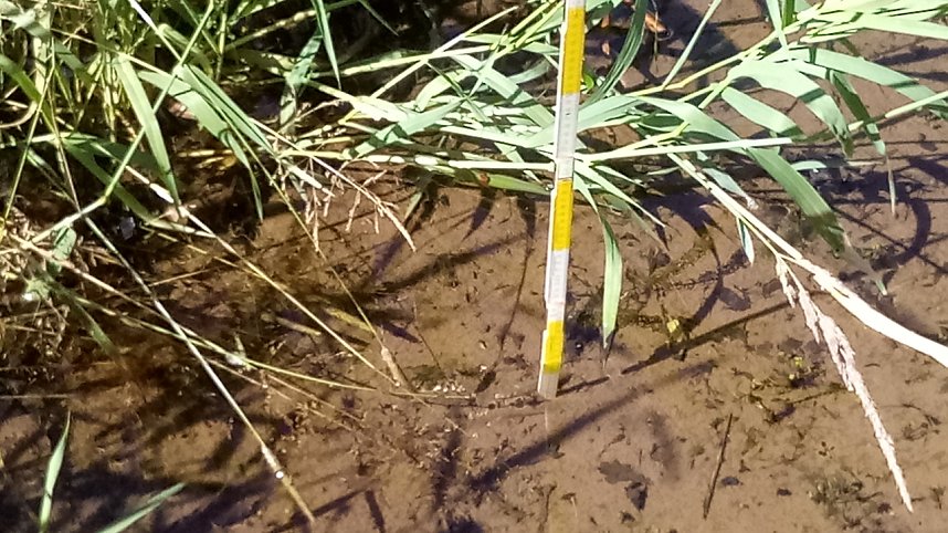 Bis zu 13 Zentimeter steht das Wasser an manchen Stellen im Feuchtbiotop