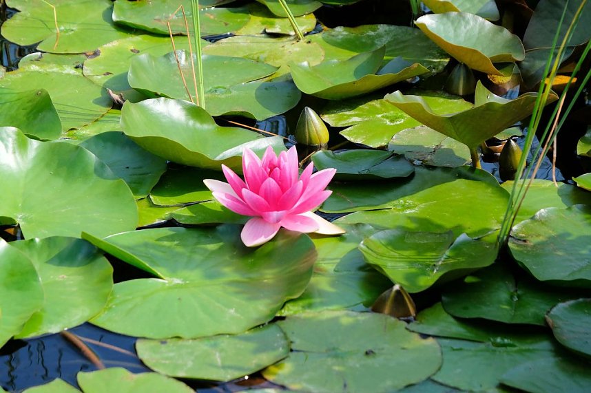 Kr&ouml;nung der Rosenk&ouml;nigin in Sangerhausen