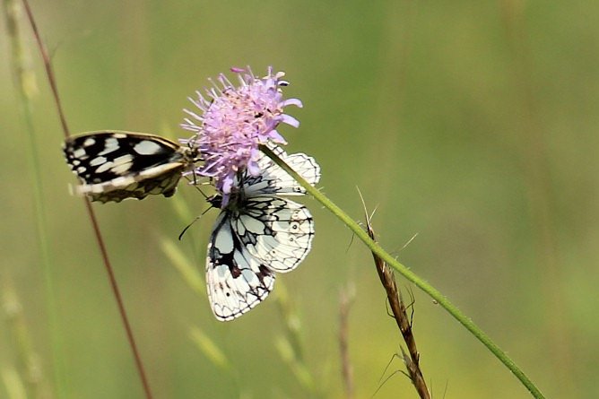 Sonntagsspaziergang Gipskarst-Naturschutzgebiet Sattelk&ouml;pfe" - H&ouml;rninger Klippen"