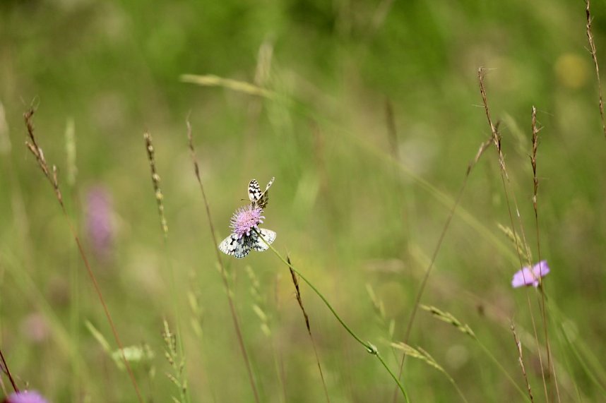 Sonntagsspaziergang Gipskarst-Naturschutzgebiet Sattelk&ouml;pfe" - H&ouml;rninger Klippen"