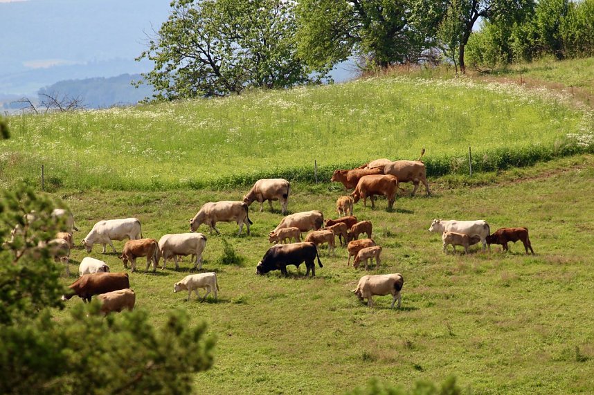 Sonntagsspaziergang Gipskarst-Naturschutzgebiet Sattelk&ouml;pfe" - H&ouml;rninger Klippen"