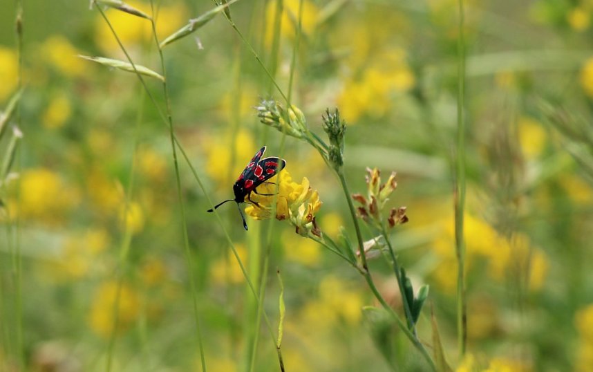 Sonntagsspaziergang Gipskarst-Naturschutzgebiet Sattelk&ouml;pfe" - H&ouml;rninger Klippen"