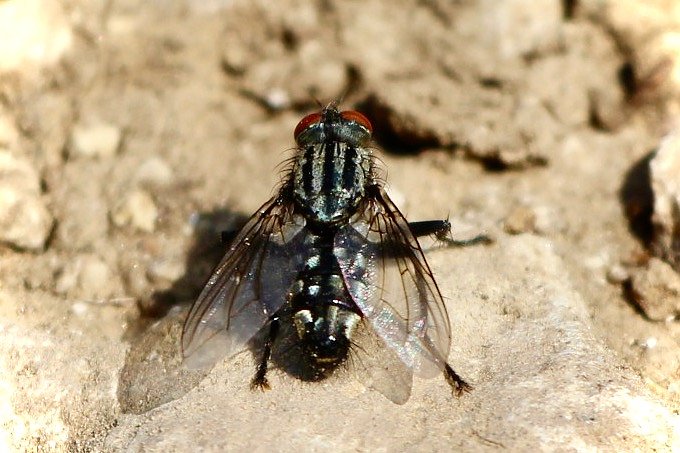Sonntagsspaziergang Gipskarst-Naturschutzgebiet Sattelk&ouml;pfe" - H&ouml;rninger Klippen"