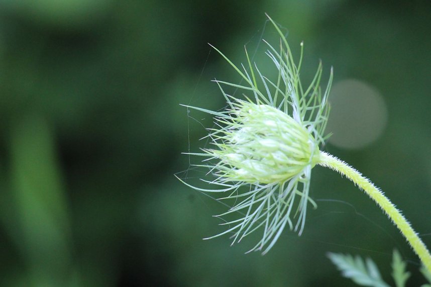 Sonntagsspaziergang Gipskarst-Naturschutzgebiet Sattelk&ouml;pfe" - H&ouml;rninger Klippen"
