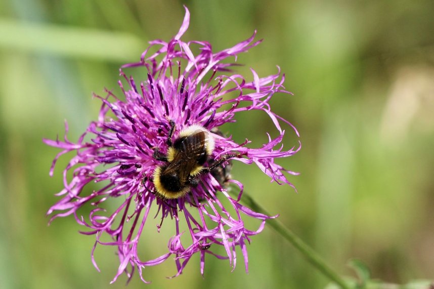 Sonntagsspaziergang Gipskarst-Naturschutzgebiet Sattelk&ouml;pfe" - H&ouml;rninger Klippen"