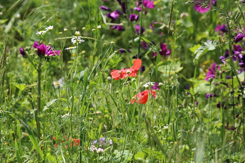 Sonntagsspaziergang Gipskarst-Naturschutzgebiet Sattelk&ouml;pfe" - H&ouml;rninger Klippen"