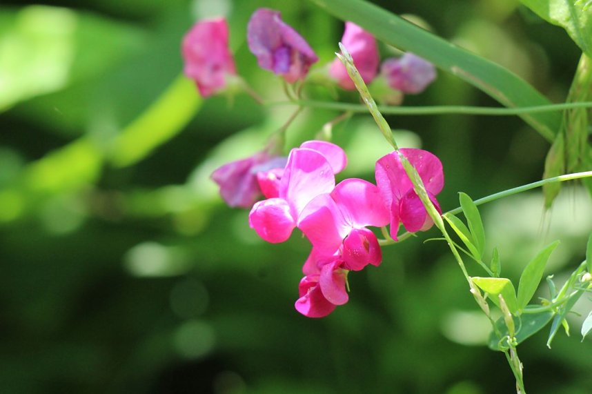 Sonntagsspaziergang Gipskarst-Naturschutzgebiet Sattelk&ouml;pfe" - H&ouml;rninger Klippen"