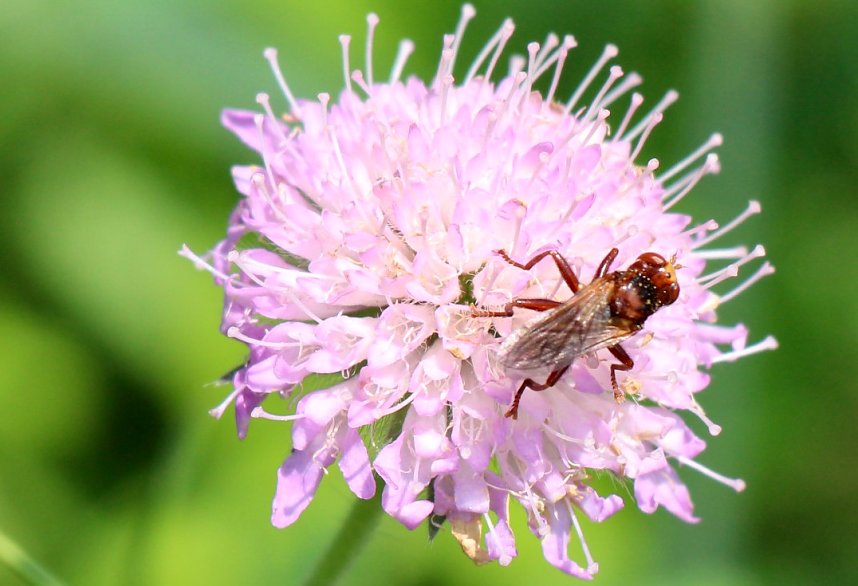 Sonntagsspaziergang Gipskarst-Naturschutzgebiet Sattelk&ouml;pfe" - H&ouml;rninger Klippen"