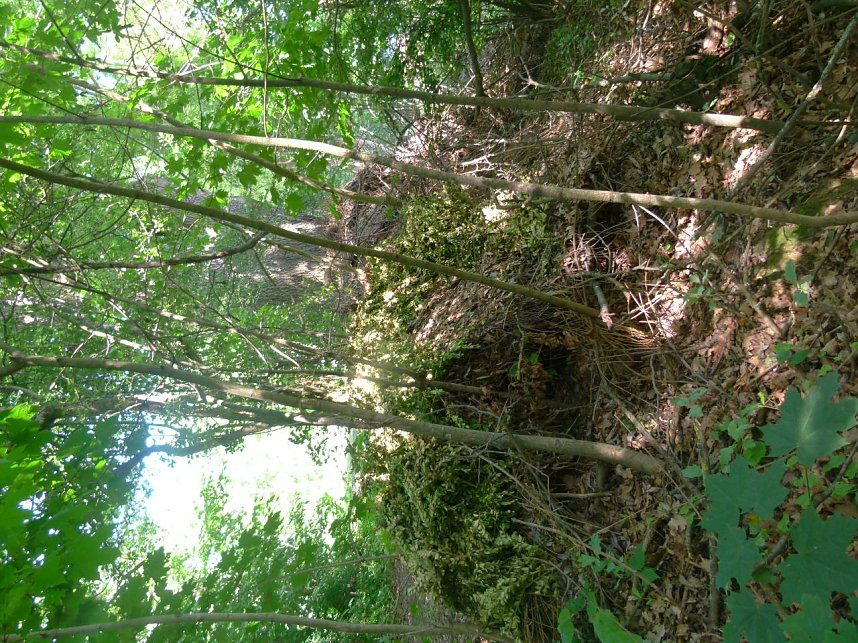 Gartenabf&auml;lle rund eine alte Eiche in Nordhausen-Nord