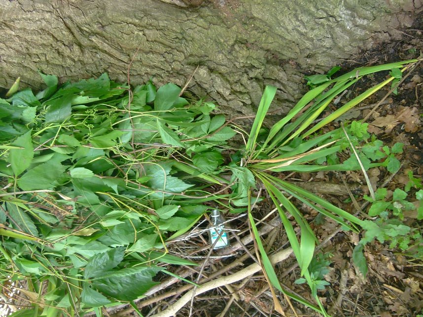 Gartenabf&auml;lle rund eine alte Eiche in Nordhausen-Nord