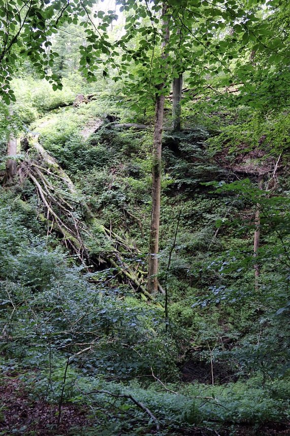 Erste Wanderung auf dem Urwaldpfad bei R&uuml;digsdorf