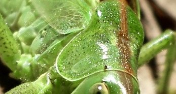 Heupferd h&auml;lt eine Rast