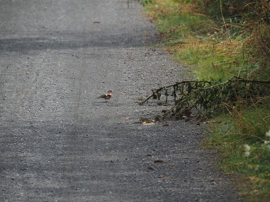 Spaziergang am Stausee