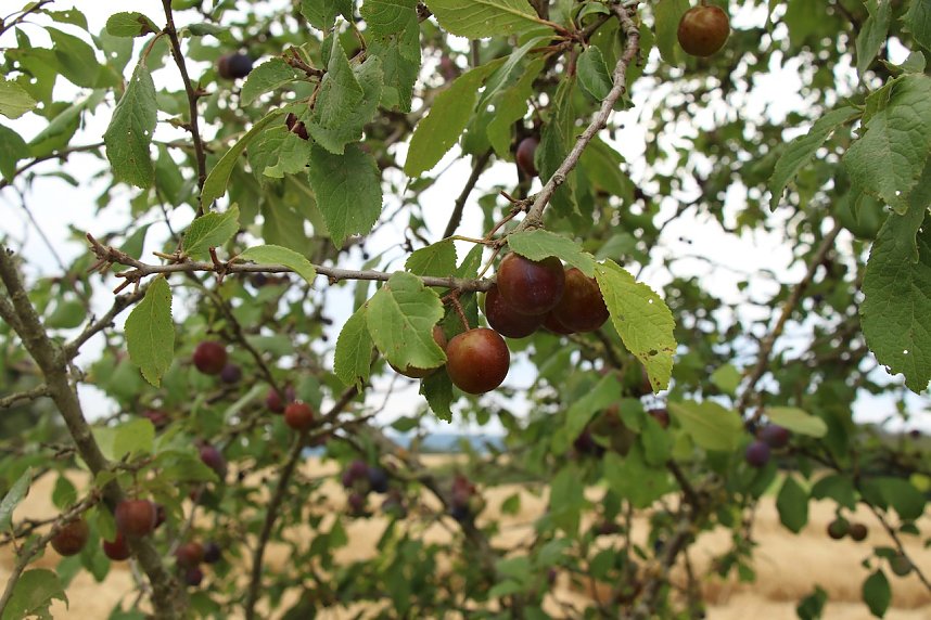 Unterwegs auf dem "Urwaldpfad"
