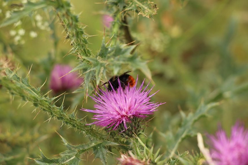Unterwegs auf dem "Urwaldpfad"