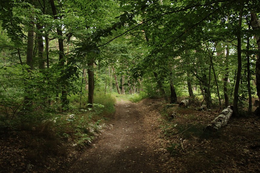 Unterwegs auf dem "Urwaldpfad"