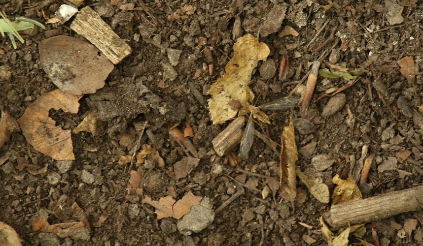 Unterwegs auf dem "Urwaldpfad"