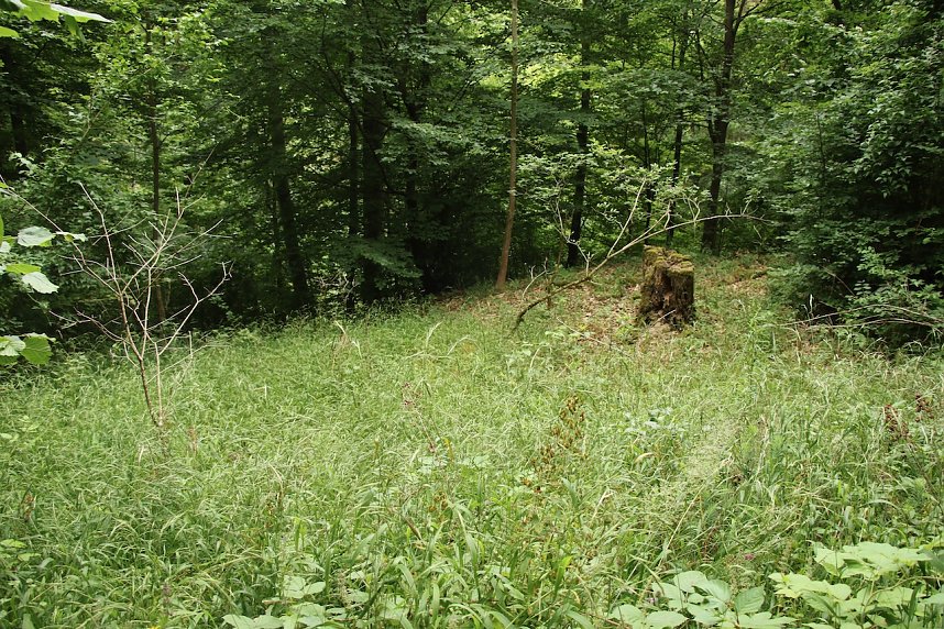 Unterwegs auf dem "Urwaldpfad"