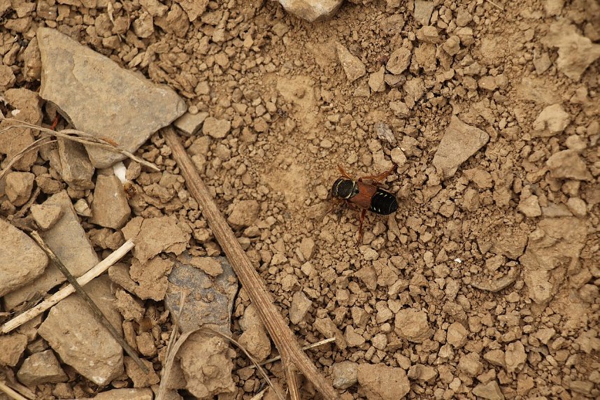 Unterwegs auf dem "Urwaldpfad"