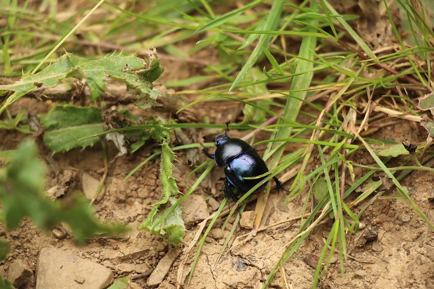 Unterwegs auf dem "Urwaldpfad"