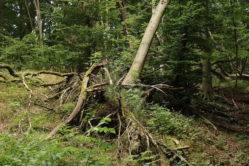 Unterwegs auf dem "Urwaldpfad"
