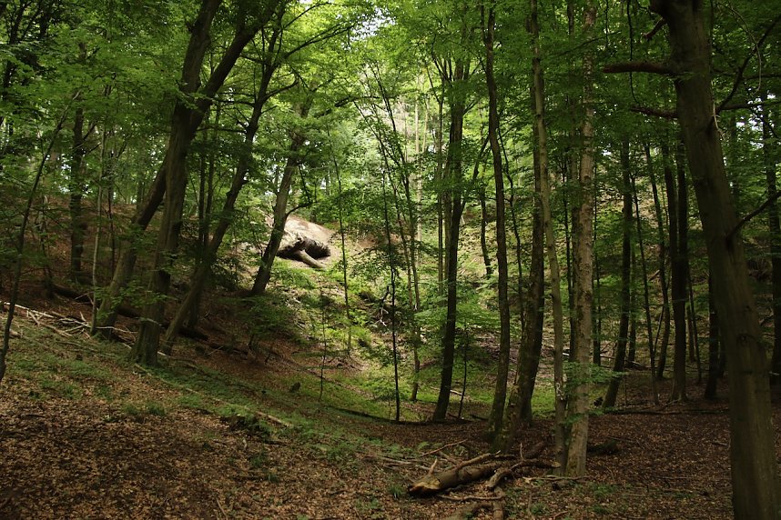 Unterwegs auf dem "Urwaldpfad"