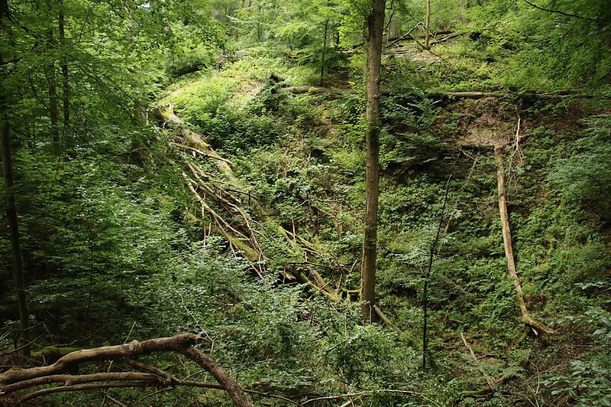 Unterwegs auf dem "Urwaldpfad"