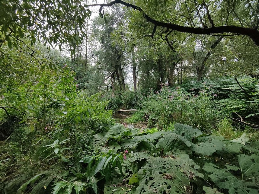 Am Einfluss der Wieda in die Zorge