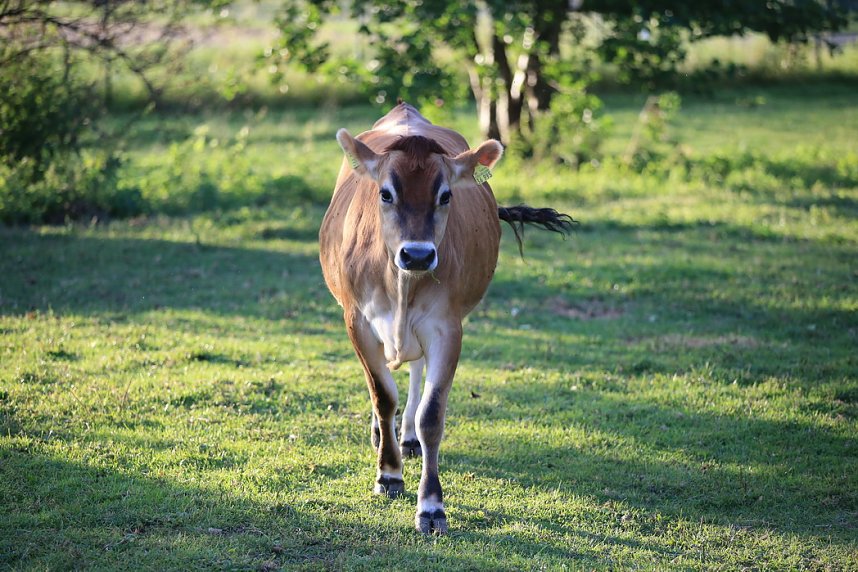 Eine ungew&ouml;hnliche Freundschaft