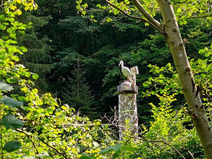 Vom M&auml;gdesprung zum Waldgagsthof