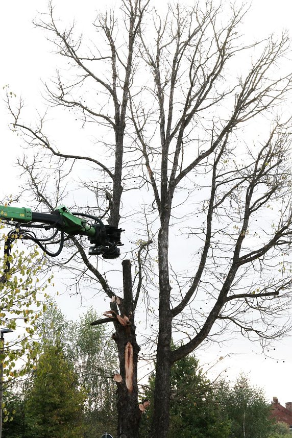 An der Bleiche hat man damit begonnen 13 B&auml;ume zu f&auml;llen