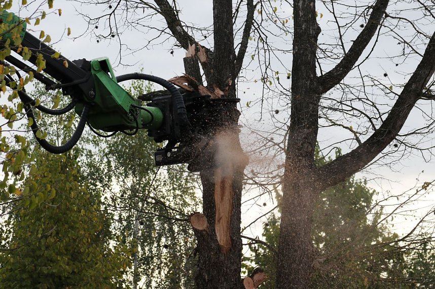 An der Bleiche hat man damit begonnen 13 B&auml;ume zu f&auml;llen