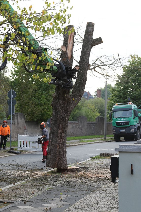 An der Bleiche hat man damit begonnen 13 B&auml;ume zu f&auml;llen