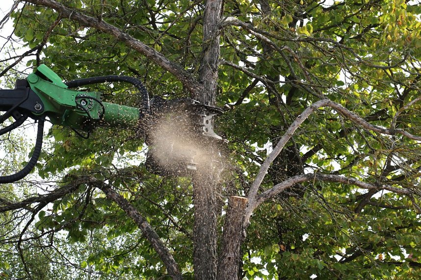 An der Bleiche hat man damit begonnen 13 B&auml;ume zu f&auml;llen