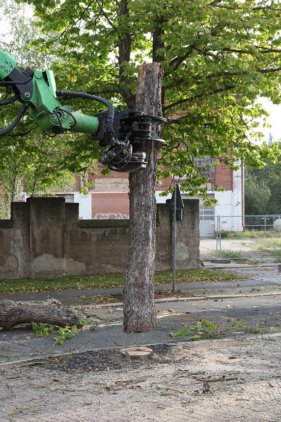 An der Bleiche hat man damit begonnen 13 B&auml;ume zu f&auml;llen