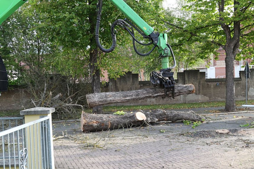 An der Bleiche hat man damit begonnen 13 B&auml;ume zu f&auml;llen