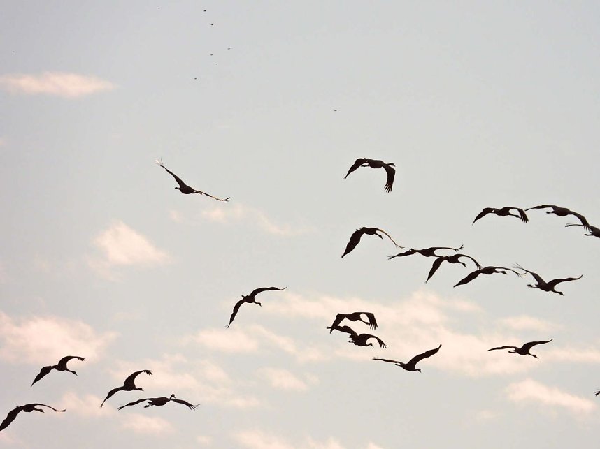 Tausende Kraniche im Anflug
