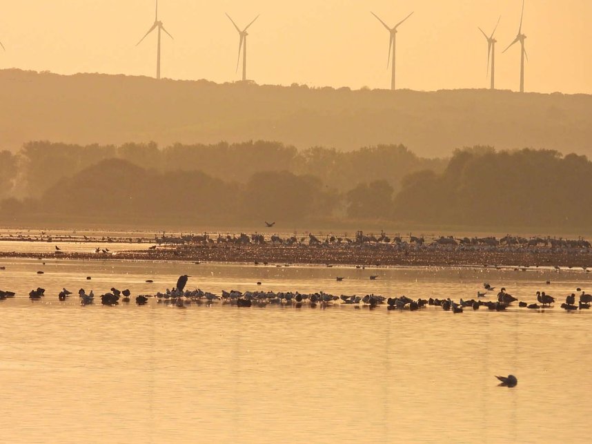 Tausende Kraniche im Anflug