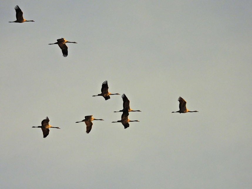 Tausende Kraniche im Anflug