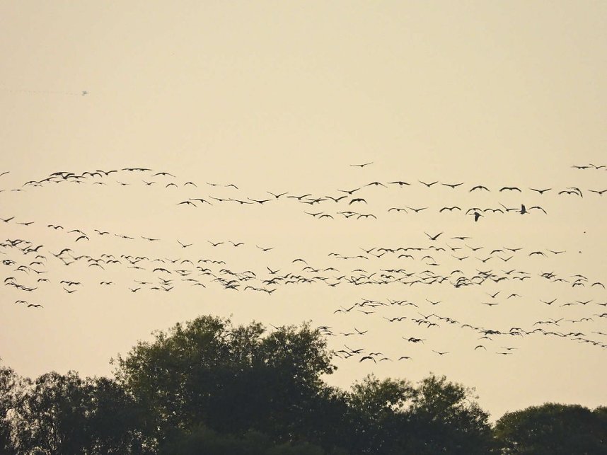 Tausende Kraniche im Anflug