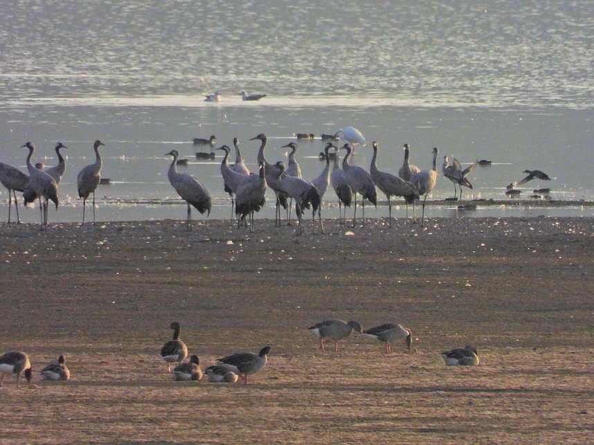 Tausende Kraniche im Anflug