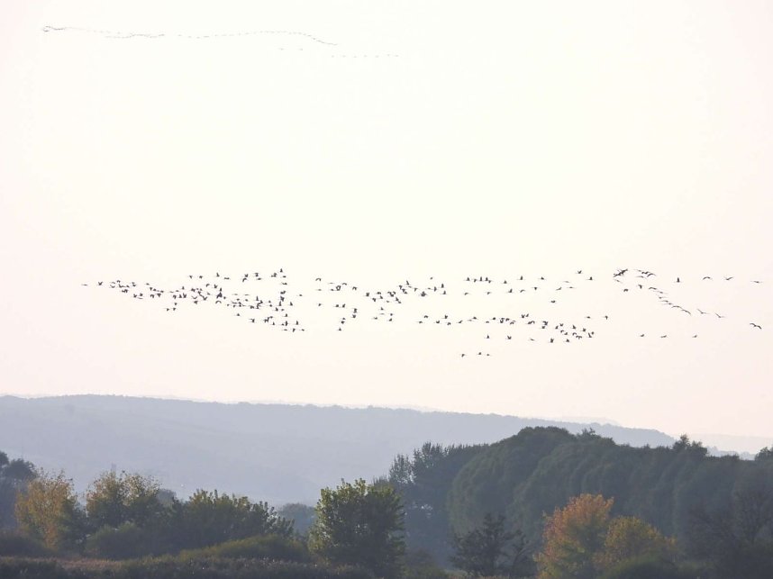 Tausende Kraniche im Anflug