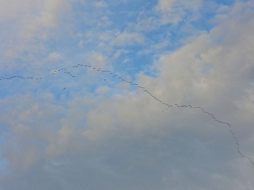 Tausende Kraniche im Anflug