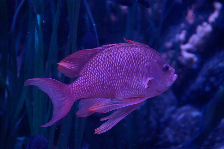 Jahreswechsel in der deutschen Hauptstadt