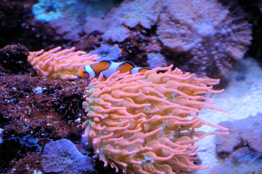 Jahreswechsel in der deutschen Hauptstadt