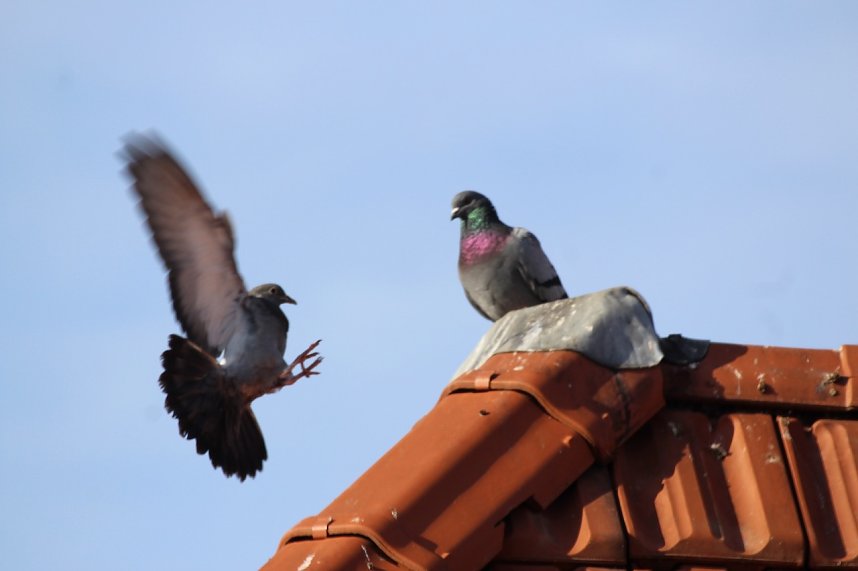 Tauben auf dem Dach