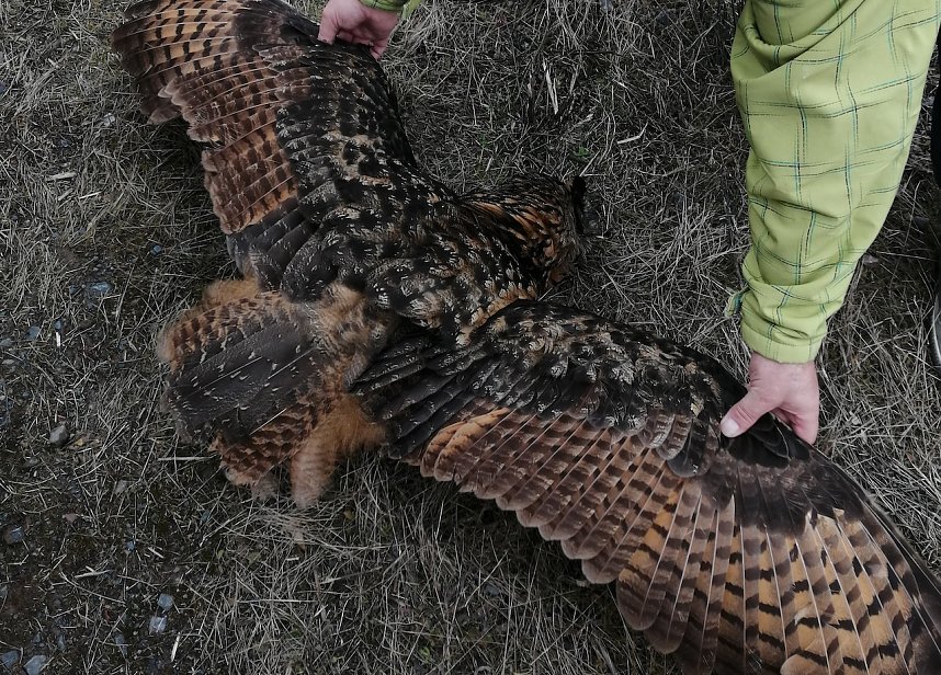 Toter Uhu bei Nentzelsrode