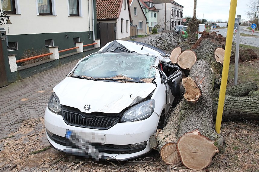 Morscher Baum begrub zwei Fahrzeuge unter sich
