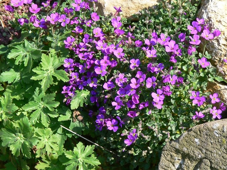 Fr&uuml;hlingserwachen